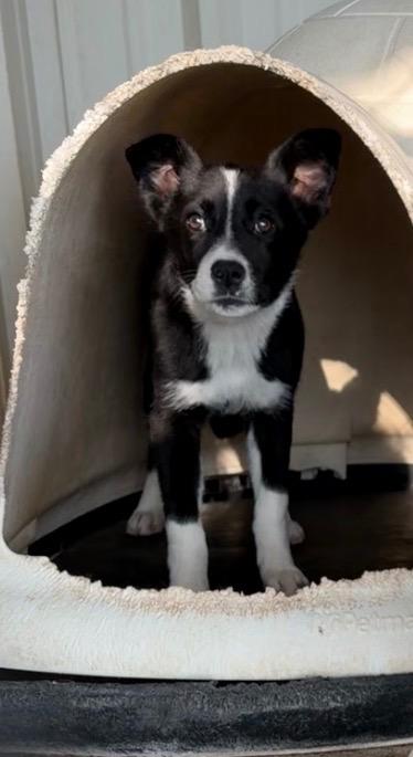 Enlarge Mileena, a Adoptable mixed breed in Ada, OK image 2/6