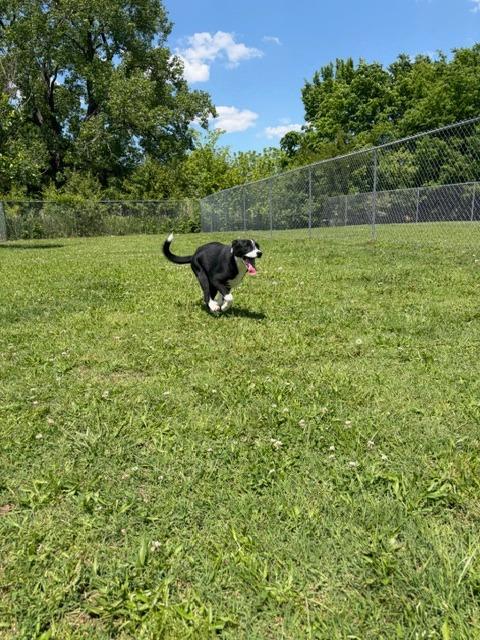 Enlarge Mileena, a Adoptable mixed breed in Ada, OK image 3/6