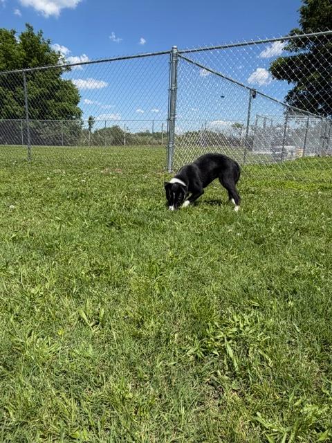 Enlarge Mileena, a Adoptable mixed breed in Ada, OK image 4/6