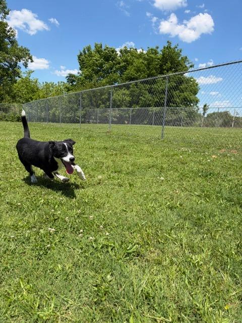 Enlarge Mileena, a Adoptable mixed breed in Ada, OK image 5/6