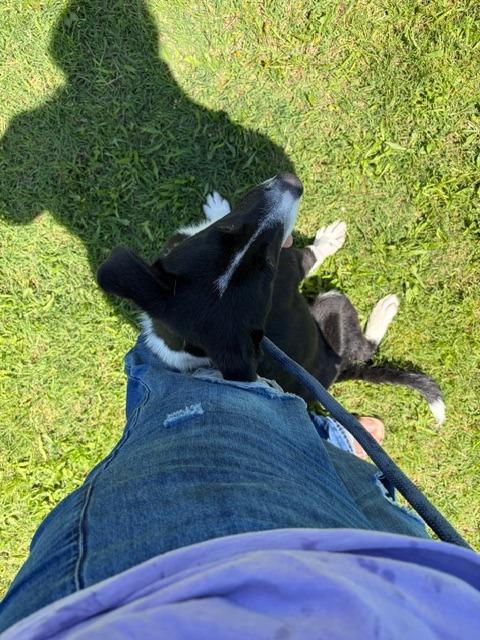 Enlarge Mileena, a Adoptable mixed breed in Ada, OK image 6/6