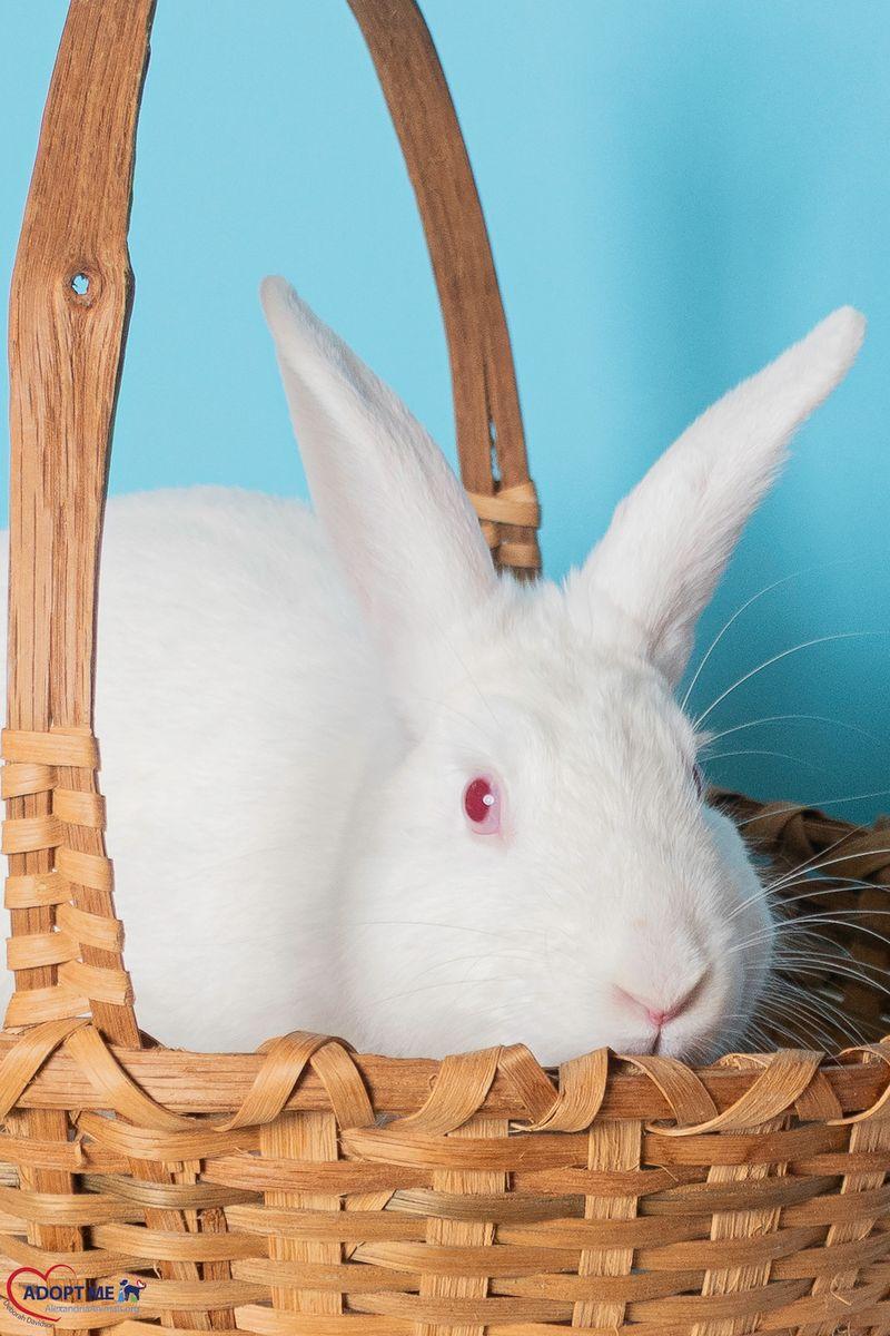 Nieve, Adoptable, Adult Male American & American.