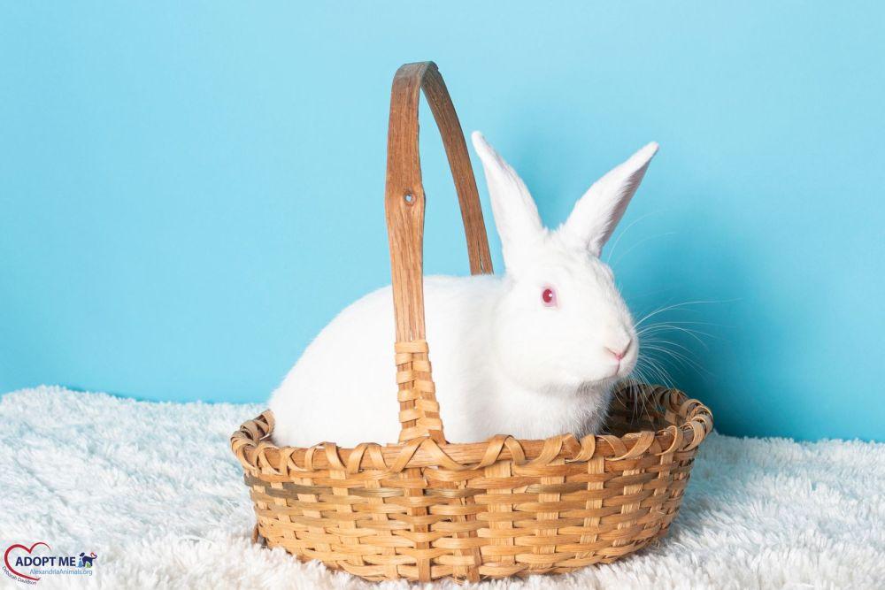 Enlarge Nieve, a Adoptable mixed breed in Alexandria, VA image 2/3