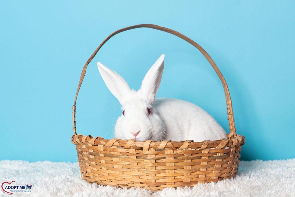 Enlarge Nieve, a Adoptable mixed breed in Alexandria, VA image 3/3