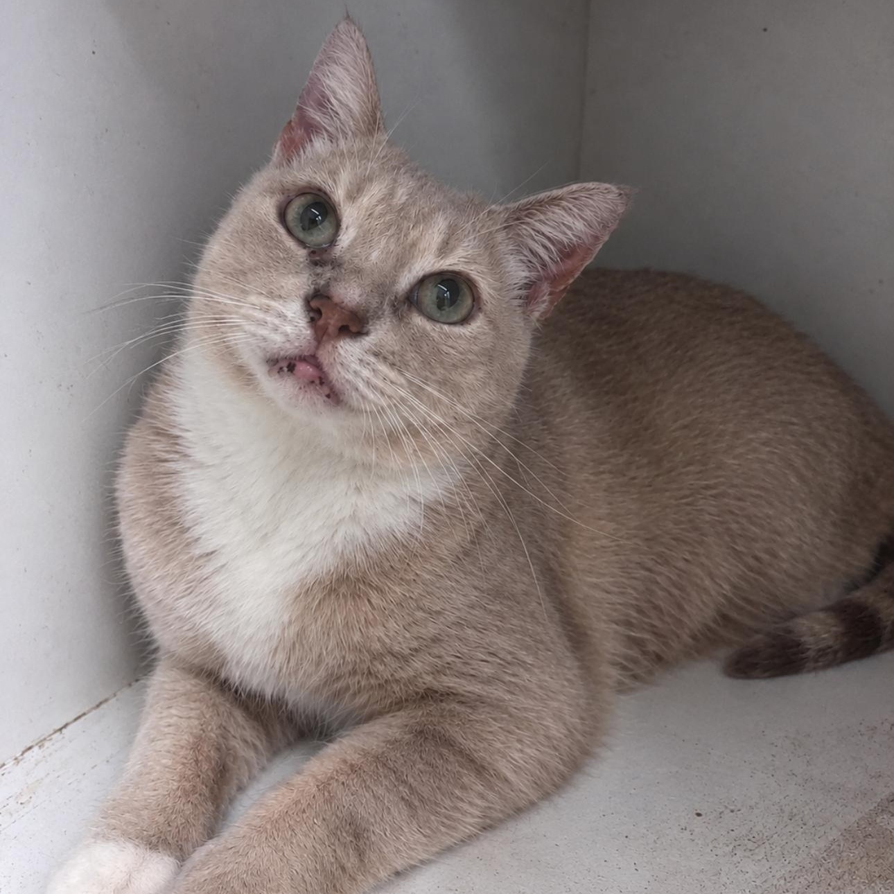 Rocket, Adoptable, Adult Male Domestic Short Hair.