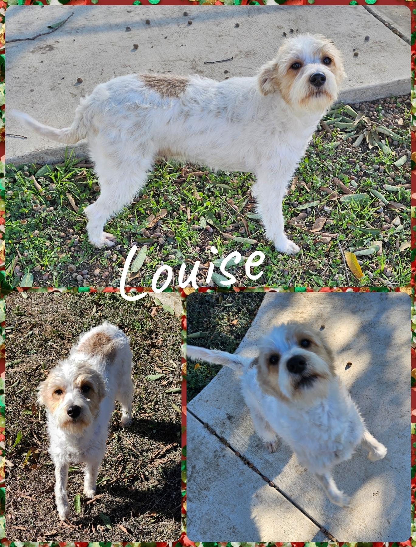 Louise, ADOPTABLE, Adult Female Schnauzer.