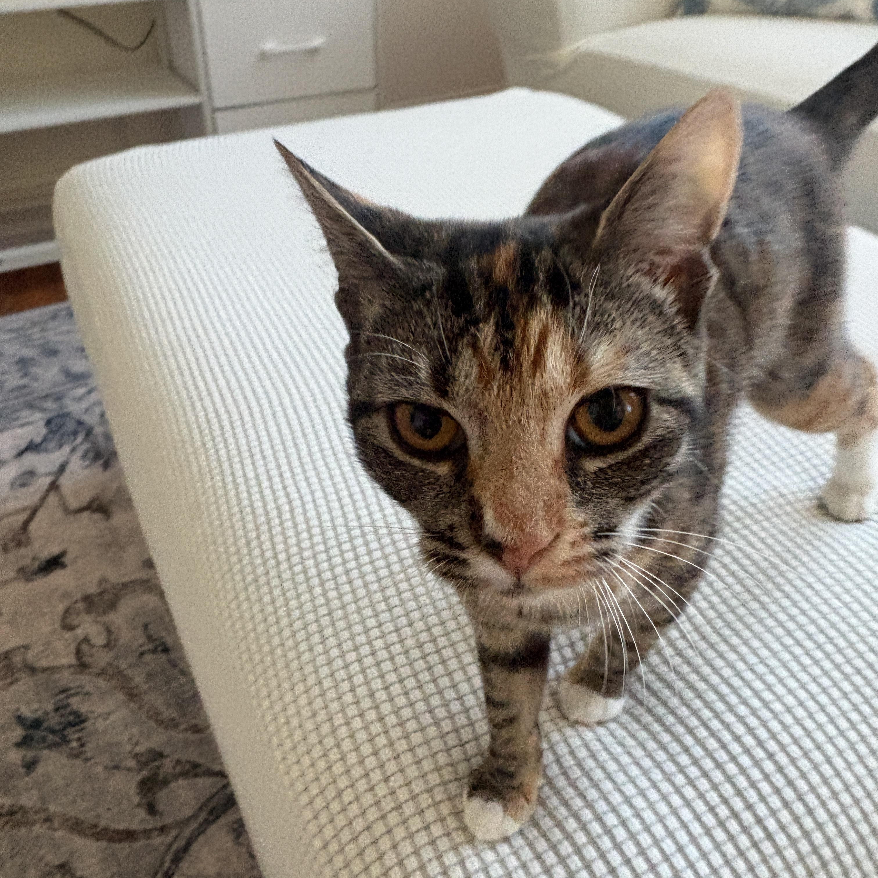 Everything Nice, Adoptable, Young Female Calico & Tabby.