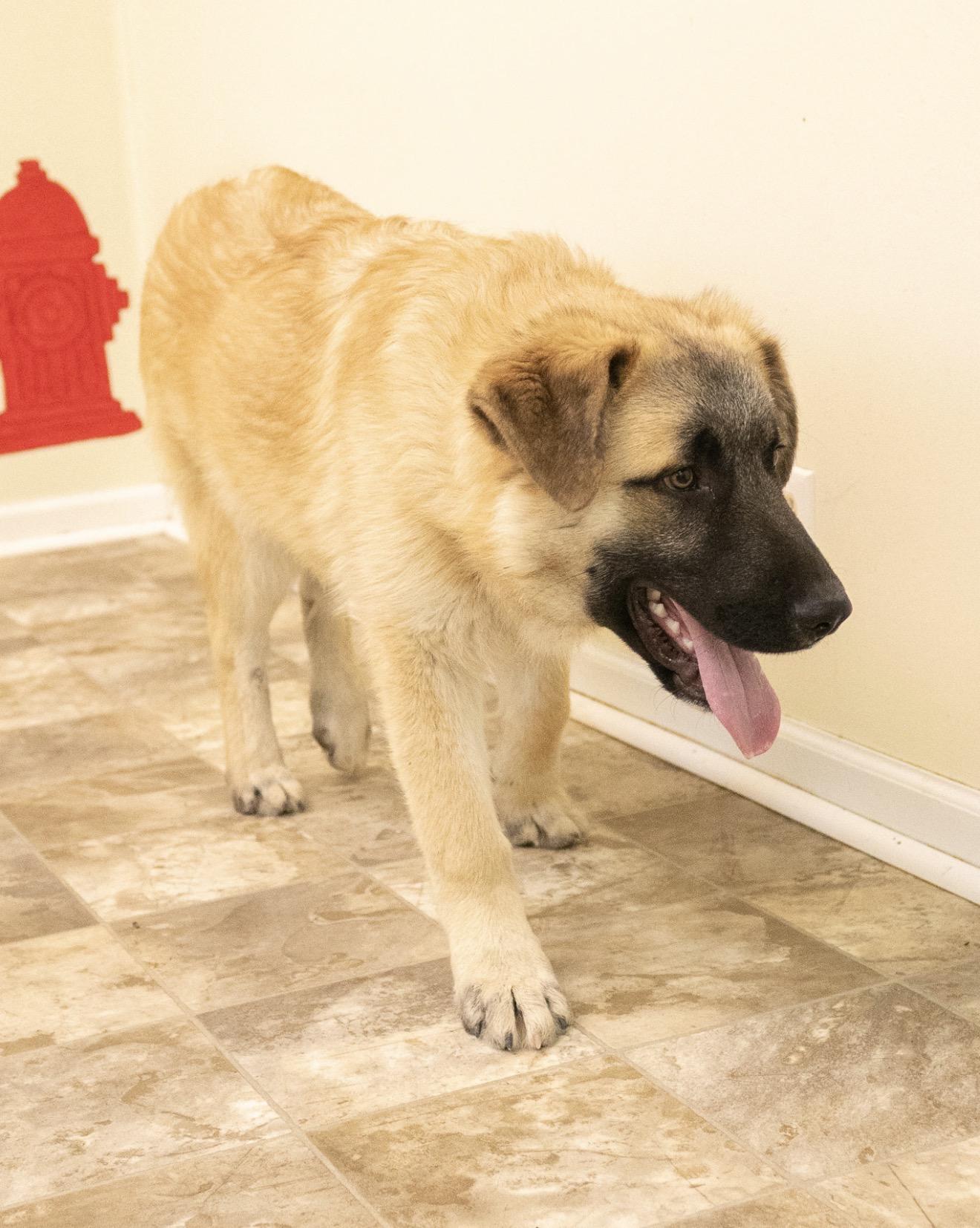 Enlarge Kemper, a ADOPTABLE mixed breed in Hiawatha, KS image 2/6