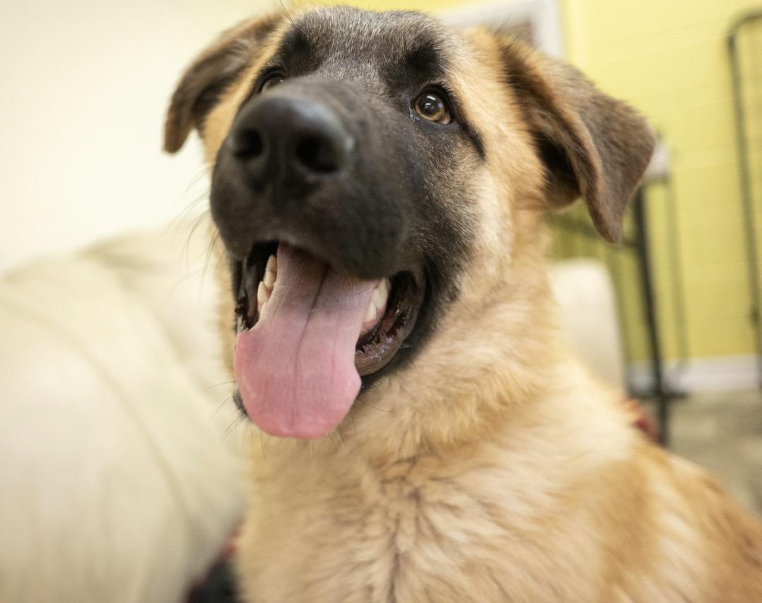 Enlarge Kemper, a ADOPTABLE mixed breed in Hiawatha, KS image 3/6