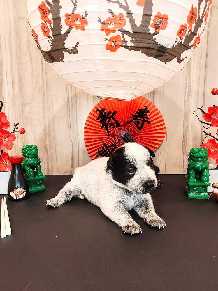 Chinese Takeout Litter - Lo Mein, Adoptable, Puppy Female Australian Cattle Dog / Blue Heeler.