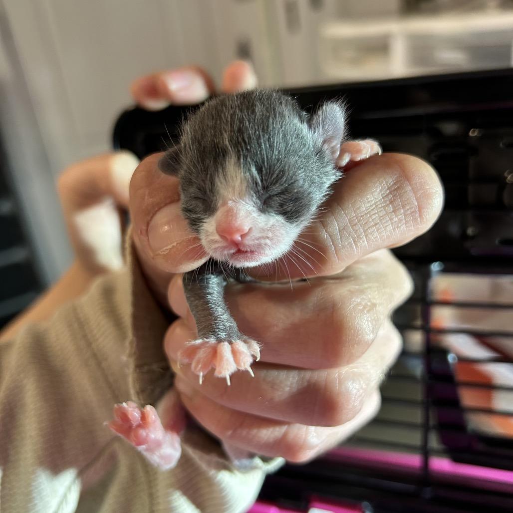 Sugar, Adoptable, Kitten Male Domestic Short Hair.