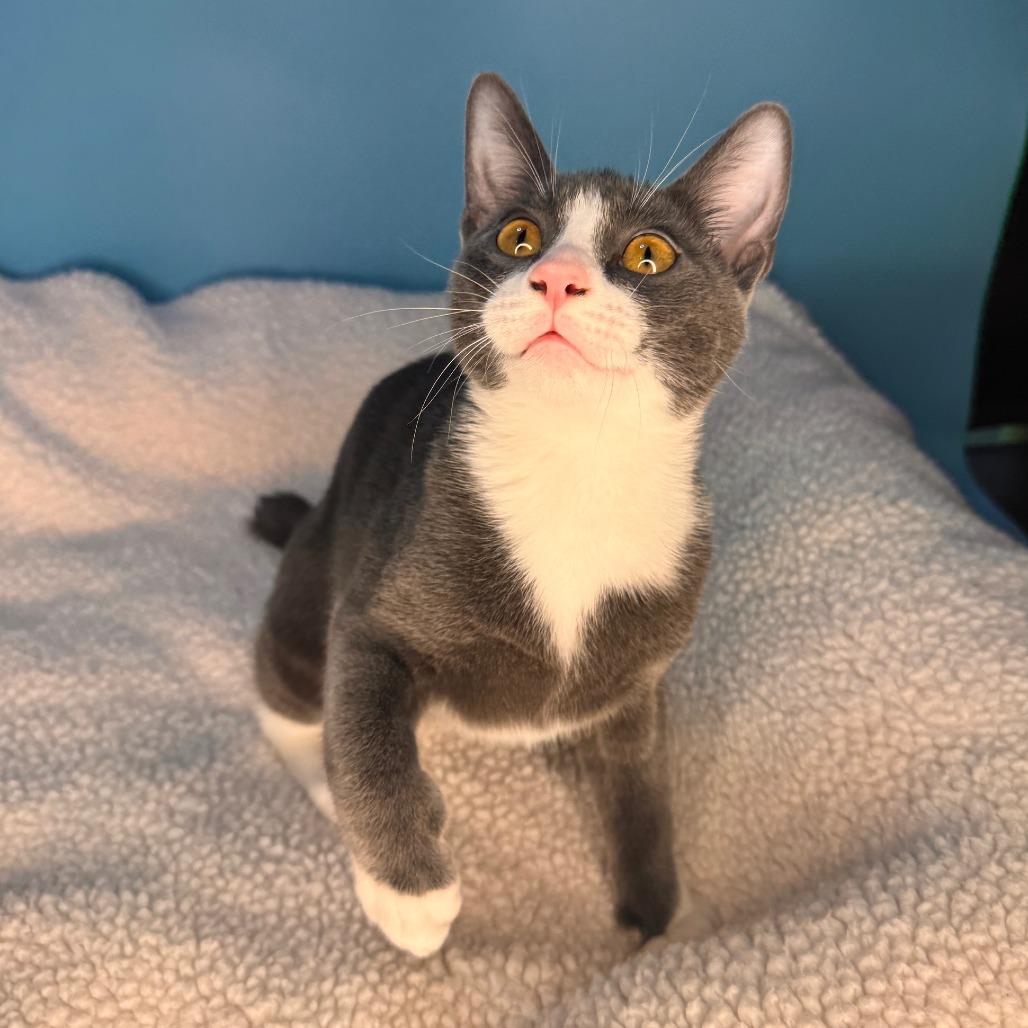 Enlarge Sugar, a Adoptable Domestic Short Hair in San Antonio, TX image 2/6