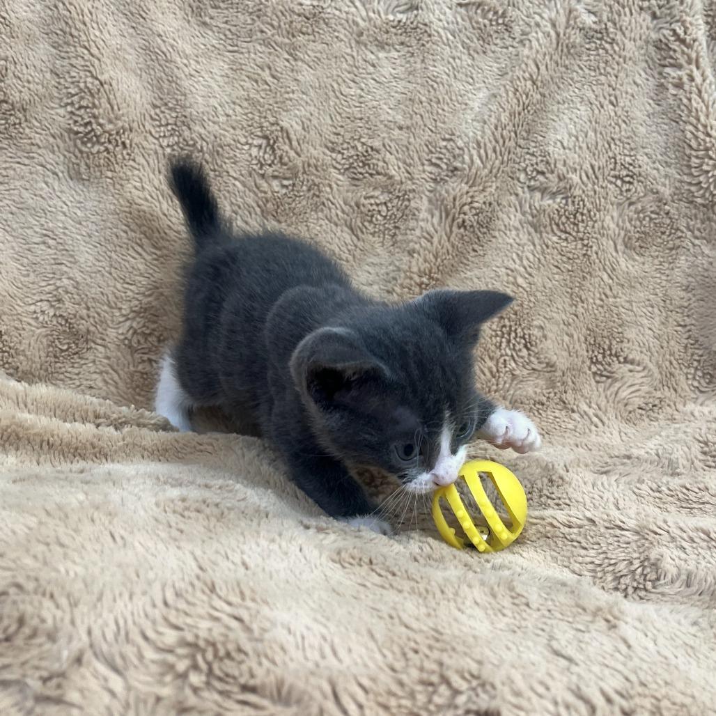 Enlarge Sugar, a Adoptable Domestic Short Hair in San Antonio, TX image 3/6