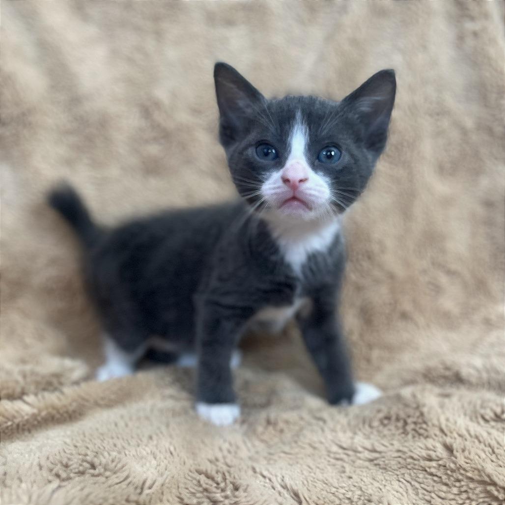 Enlarge Sugar, a Adoptable Domestic Short Hair in San Antonio, TX image 4/6