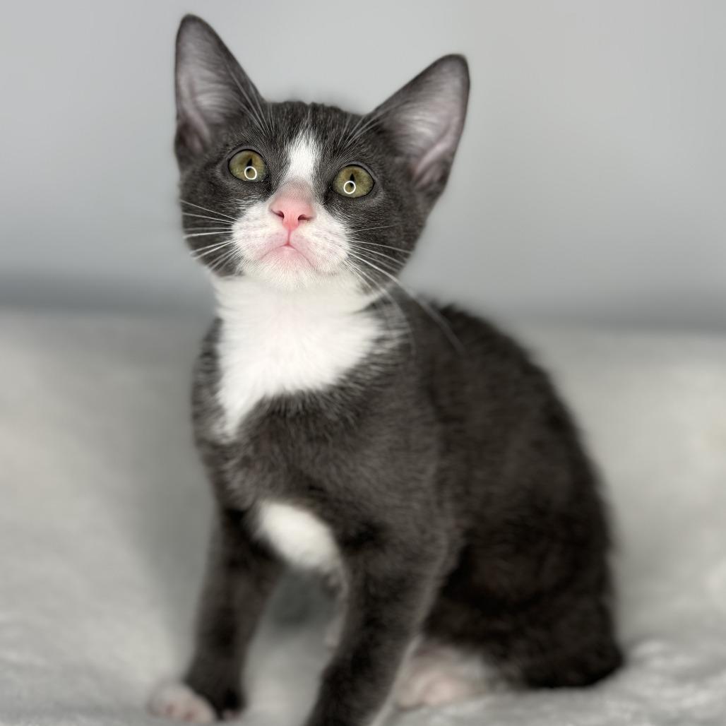 Enlarge Sugar, a Adoptable Domestic Short Hair in San Antonio, TX image 5/6