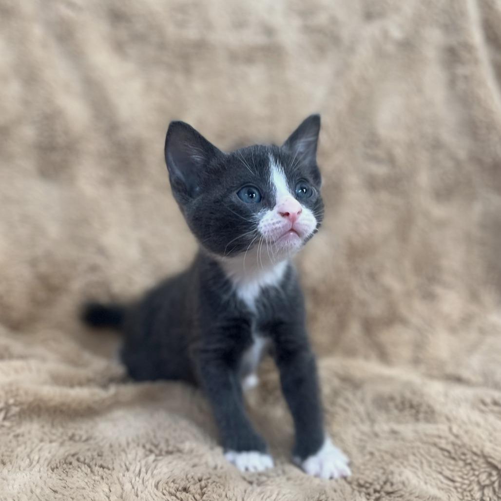 Enlarge Sugar, a Adoptable Domestic Short Hair in San Antonio, TX image 6/6