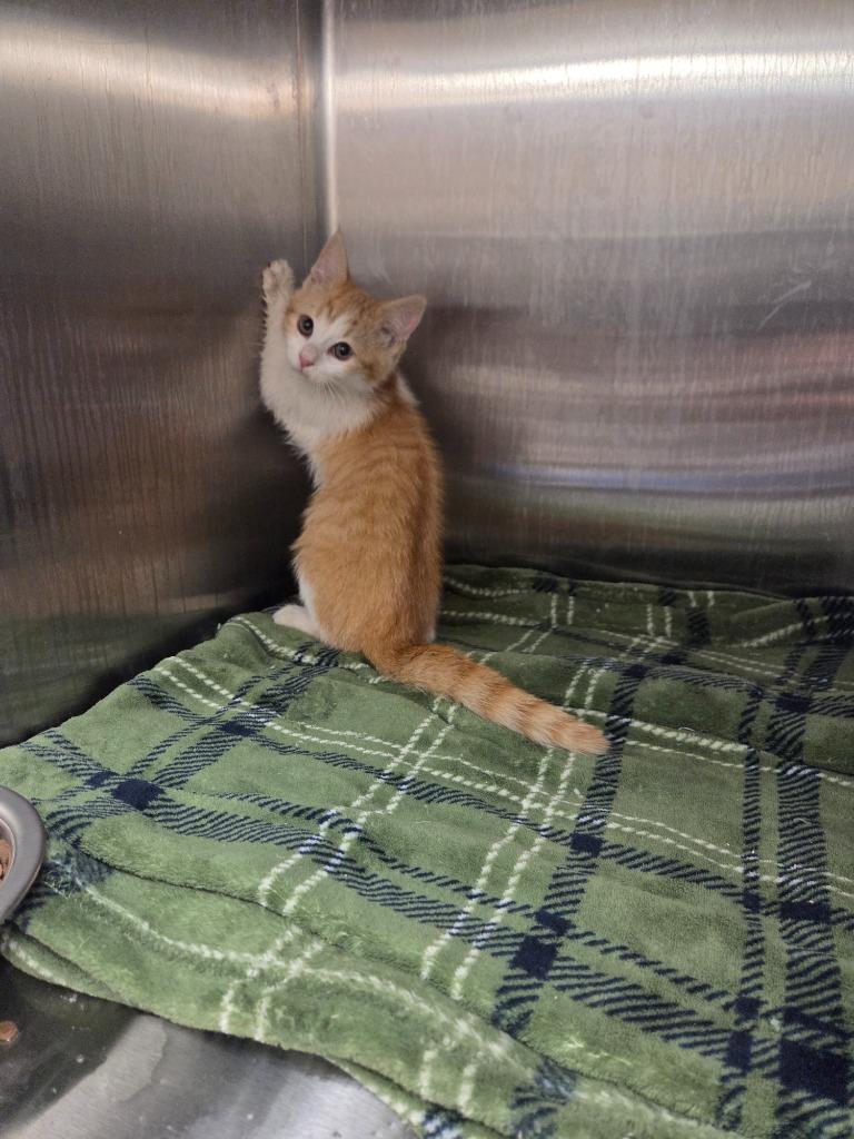 Tully, Adoptable, Kitten Female Domestic Short Hair.