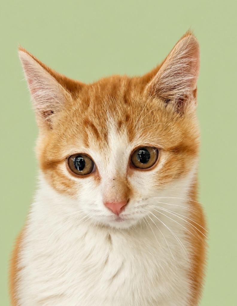 Enlarge Tully, a Adoptable mixed breed in Rock Springs, WY image 2/2