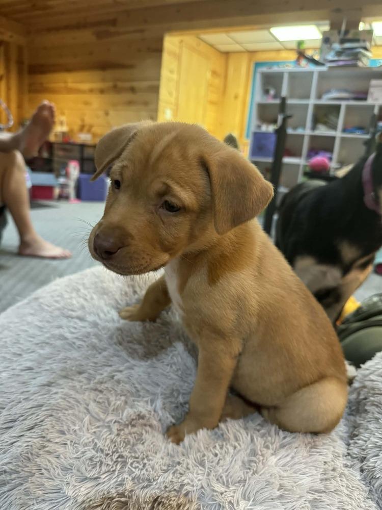 Rosie V, Adoptable, Puppy Female German Shepherd Dog.