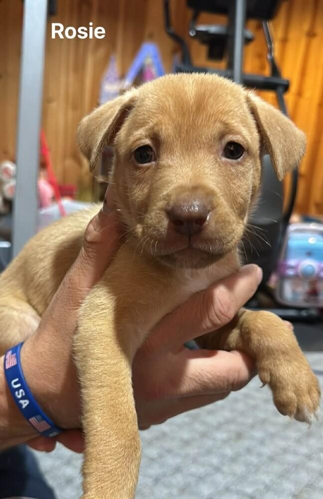Enlarge Rosie V, a Adoptable mixed breed in Fredonia, WI image 2/2