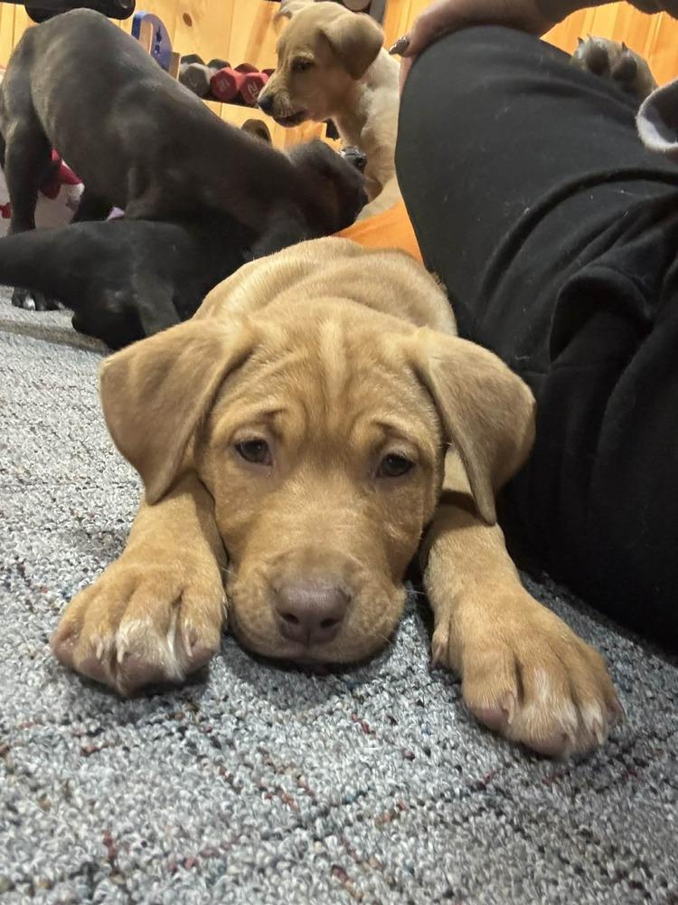 Enlarge Rosie V, a Adoptable mixed breed in Fredonia, WI image 2/2