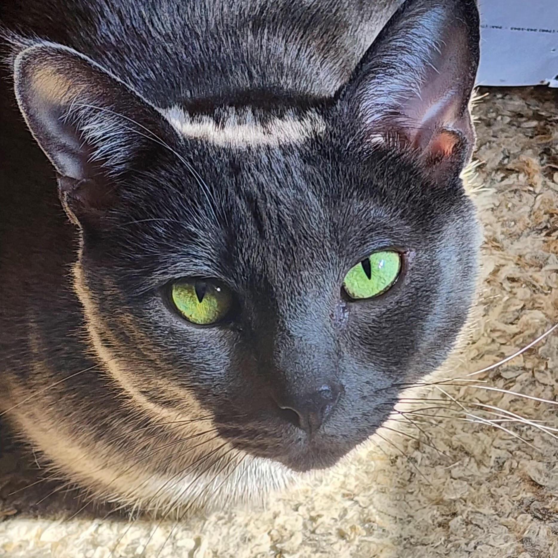 Enlarge Totoro, a Adoptable American Shorthair in Fontana, CA image 2/5