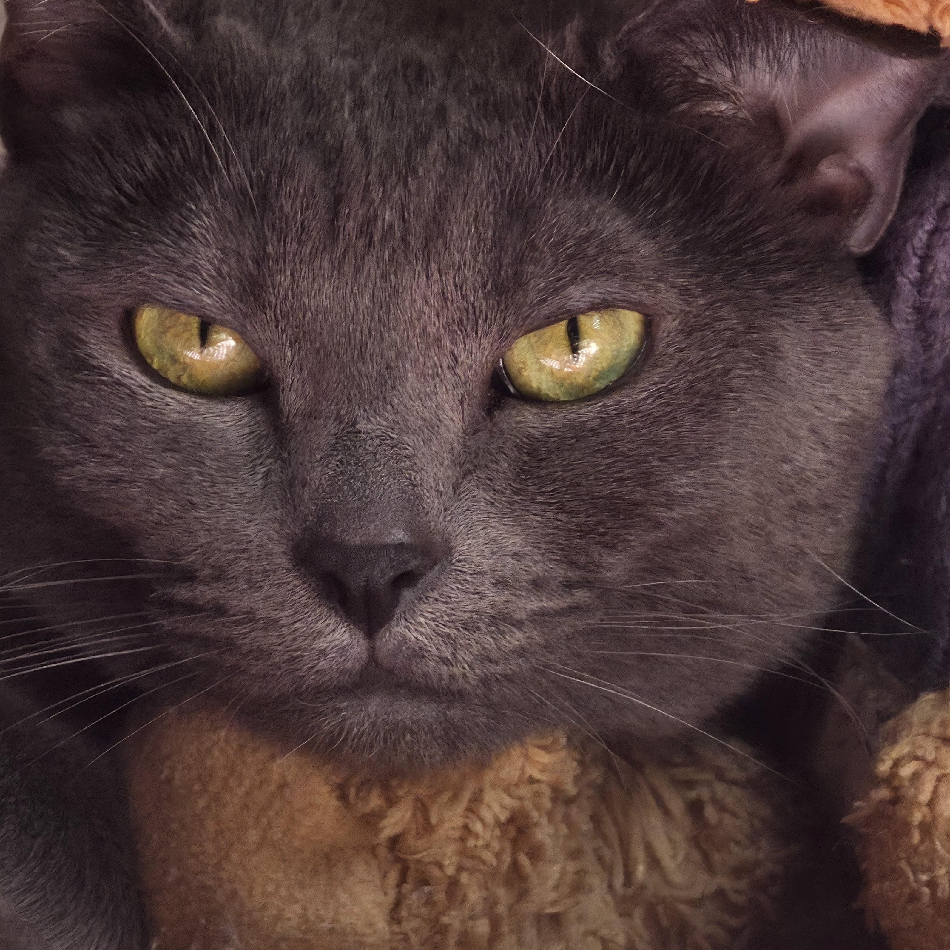 Totoro, Adoptable, Adult Male American Shorthair.