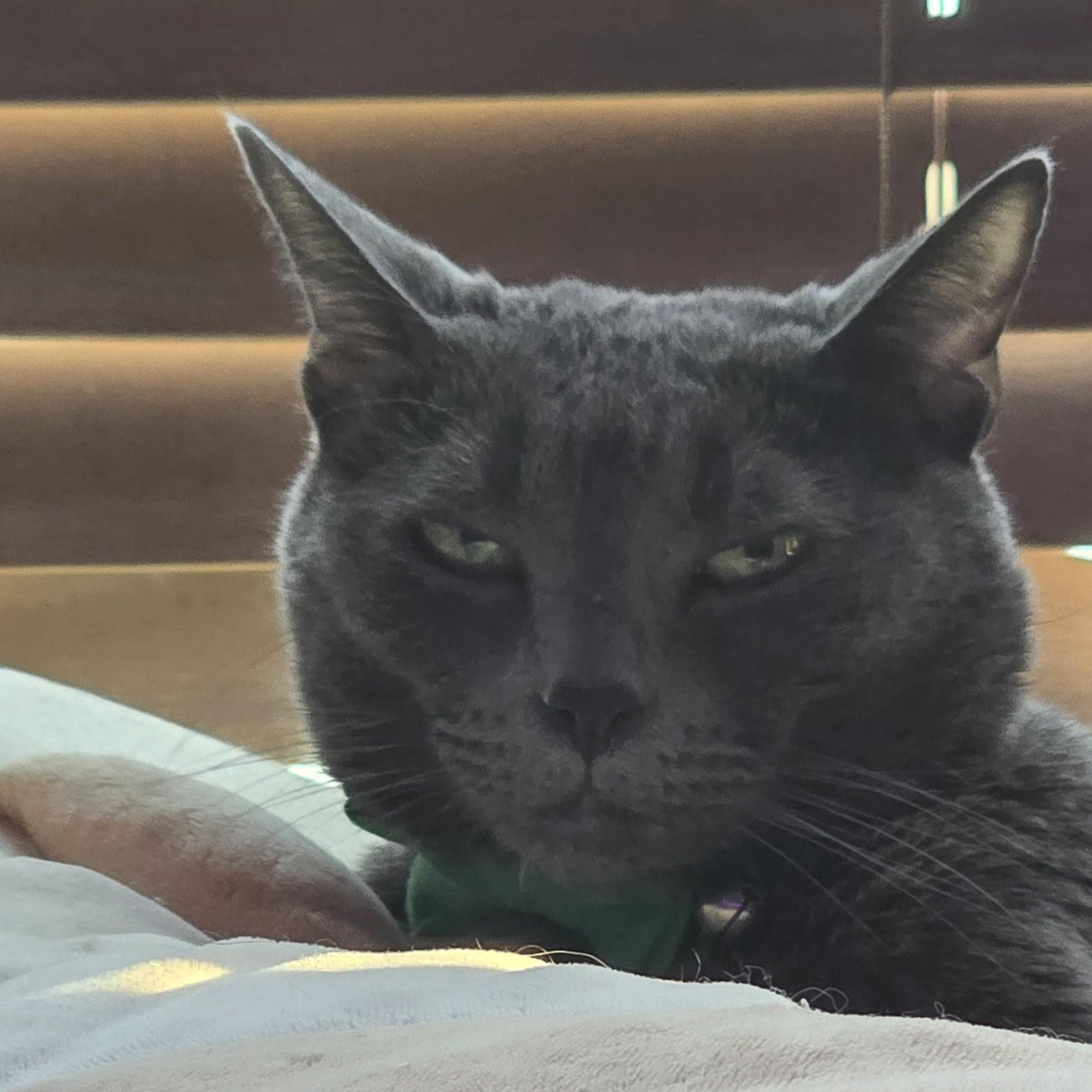 Enlarge Totoro, a Adoptable American Shorthair in Fontana, CA image 3/5