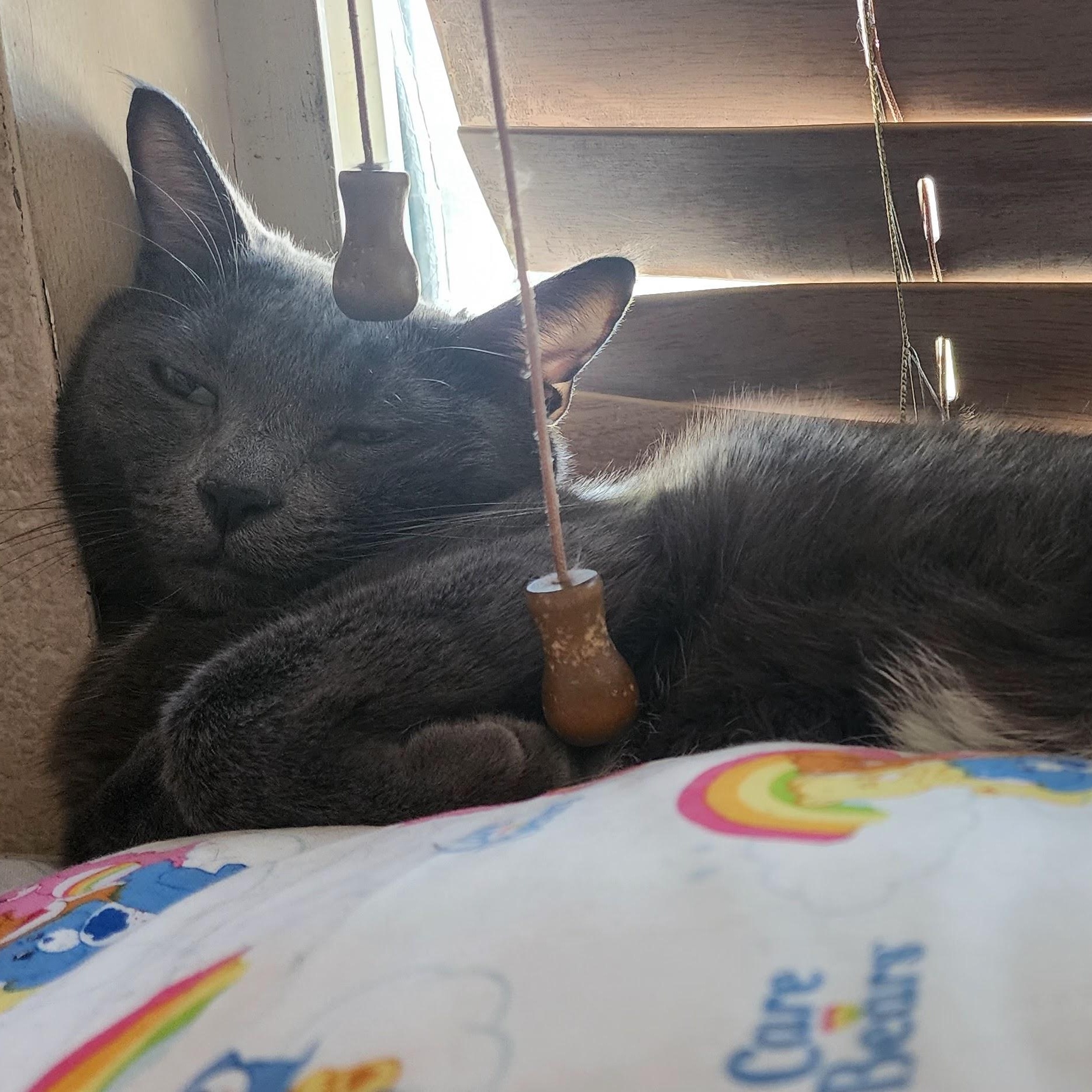 Enlarge Totoro, a Adoptable American Shorthair in Fontana, CA image 4/5