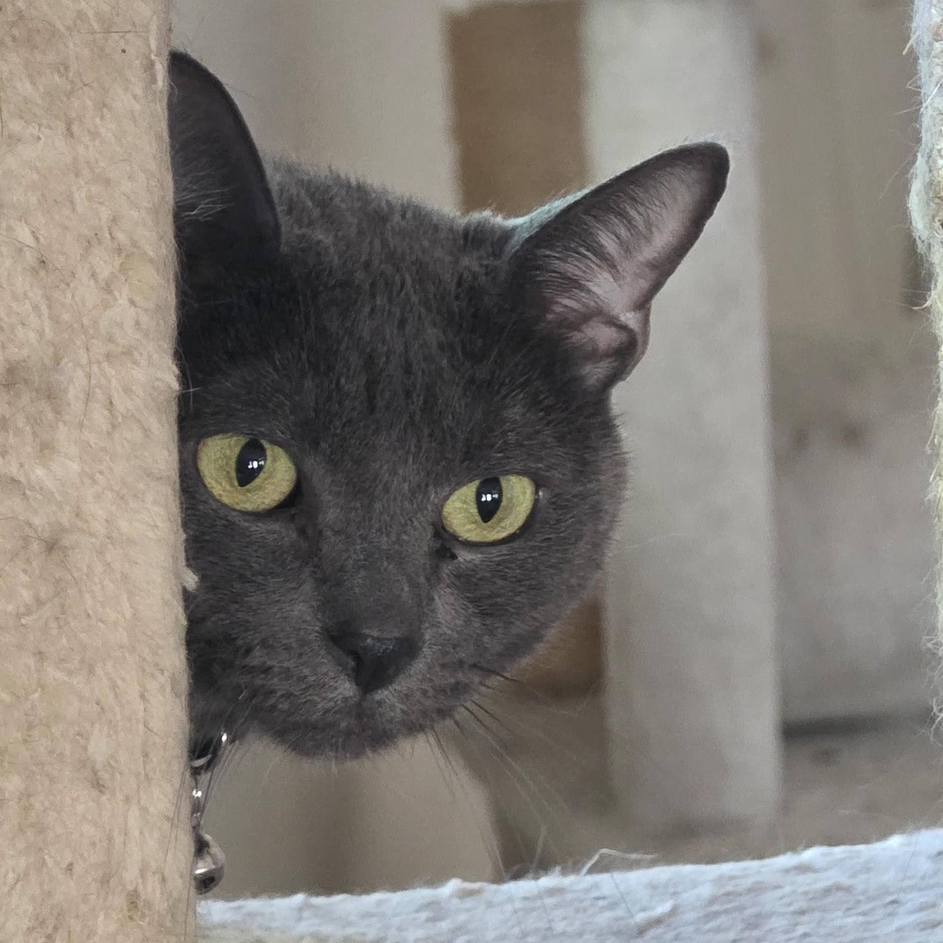 Enlarge Totoro, a Adoptable American Shorthair in Fontana, CA image 5/5