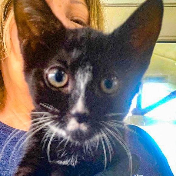 Venus, Adoptable, Kitten Female Domestic Short Hair.
