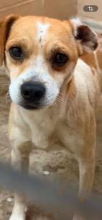 Conklin, adopted, Adult Male Terrier.