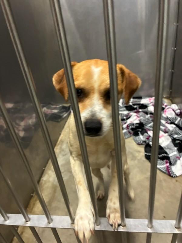 Enlarge Conklin, an adopted mixed breed in Tulsa, OK image 2/2