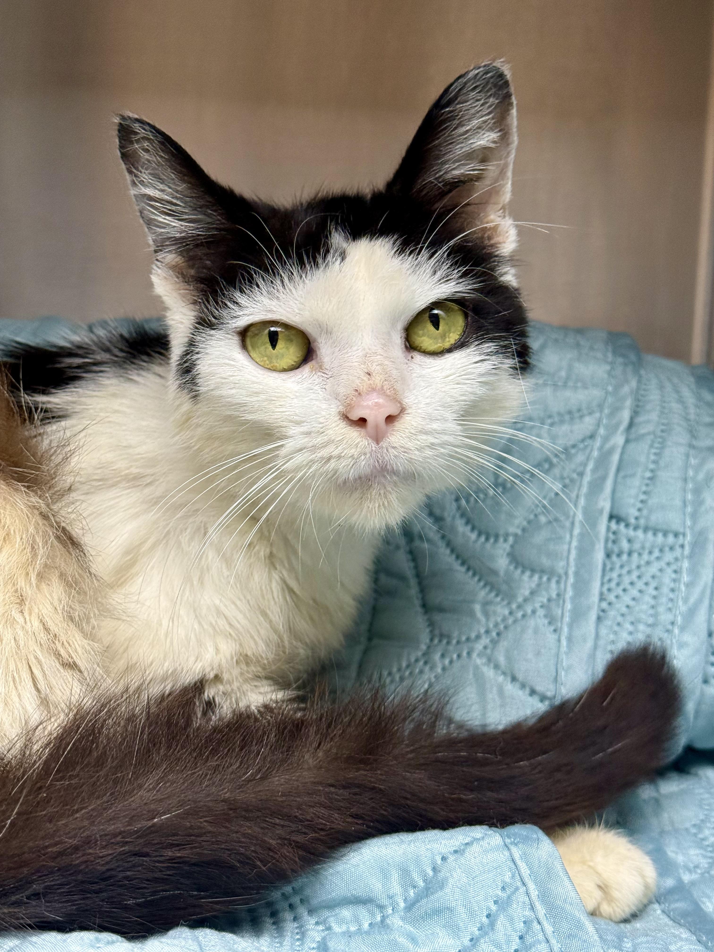 Dolly, Adoptable, Adult Female Domestic Medium Hair.