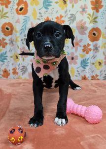 Enlarge Ruby, a ADOPTABLE Pit Bull Terrier in Bucyrus, OH image 1/5