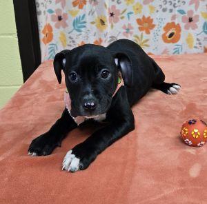 Enlarge Ruby, a ADOPTABLE Pit Bull Terrier in Bucyrus, OH image 3/5