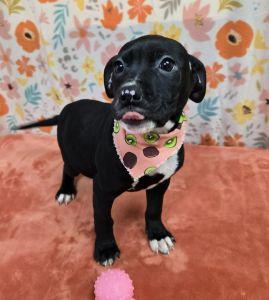 Enlarge Ruby, a ADOPTABLE Pit Bull Terrier in Bucyrus, OH image 5/5