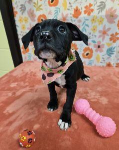 Enlarge Ruby, a ADOPTABLE Pit Bull Terrier in Bucyrus, OH image 2/5