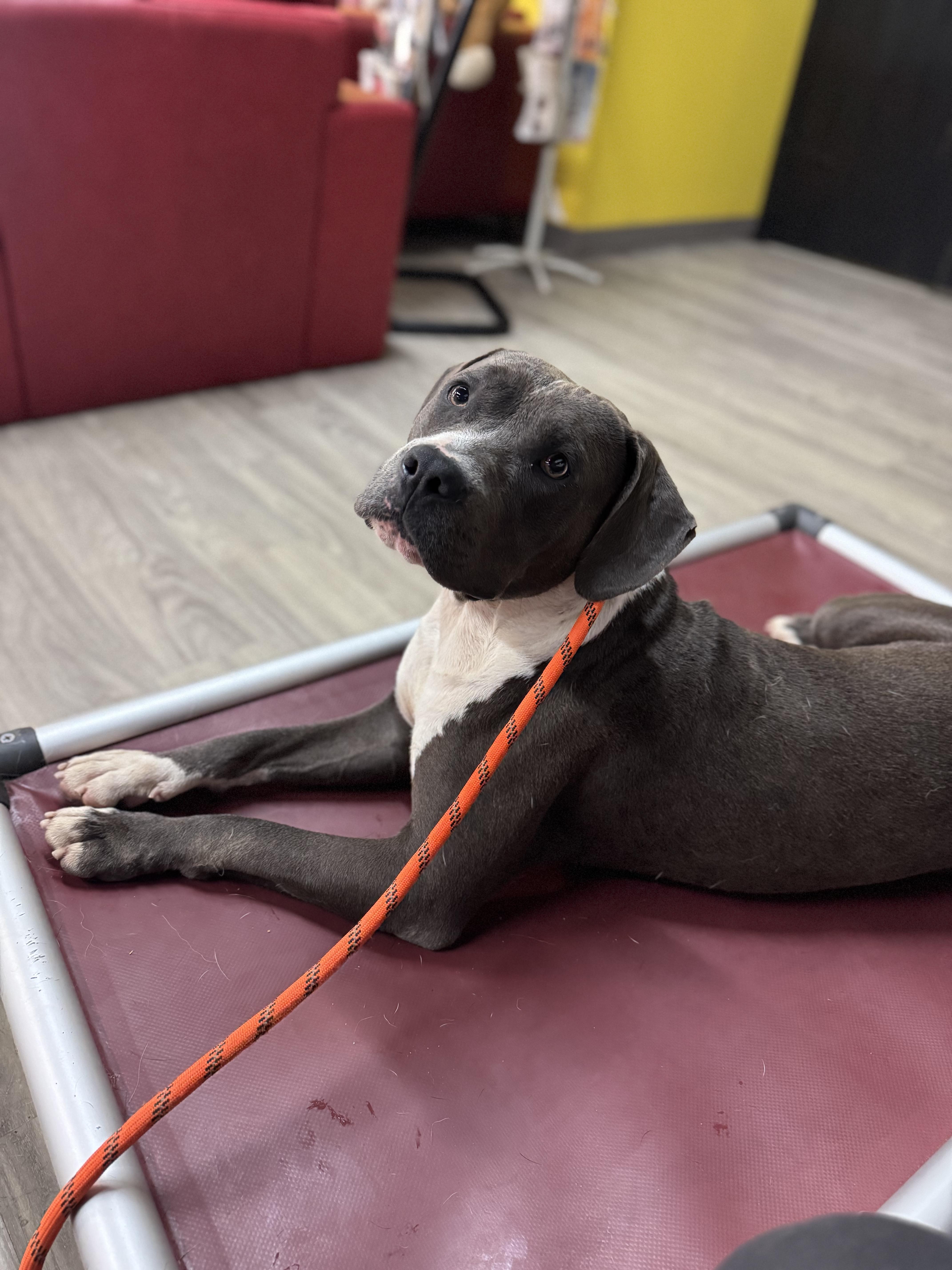 Enlarge Ashton, an adoptable mixed breed in Smyrna, GA image 2/3
