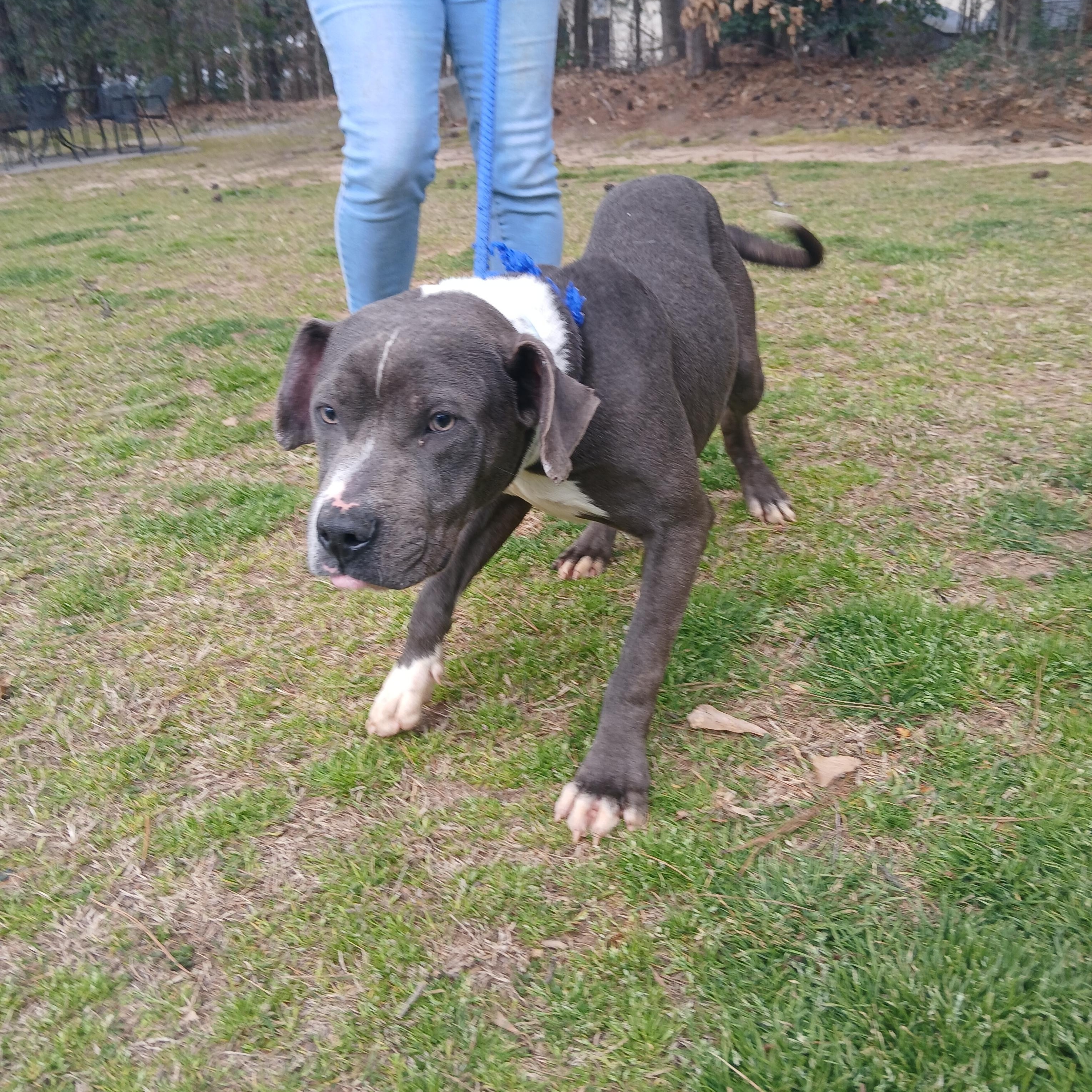 Enlarge Ashton, an adoptable mixed breed in Smyrna, GA image 1/3