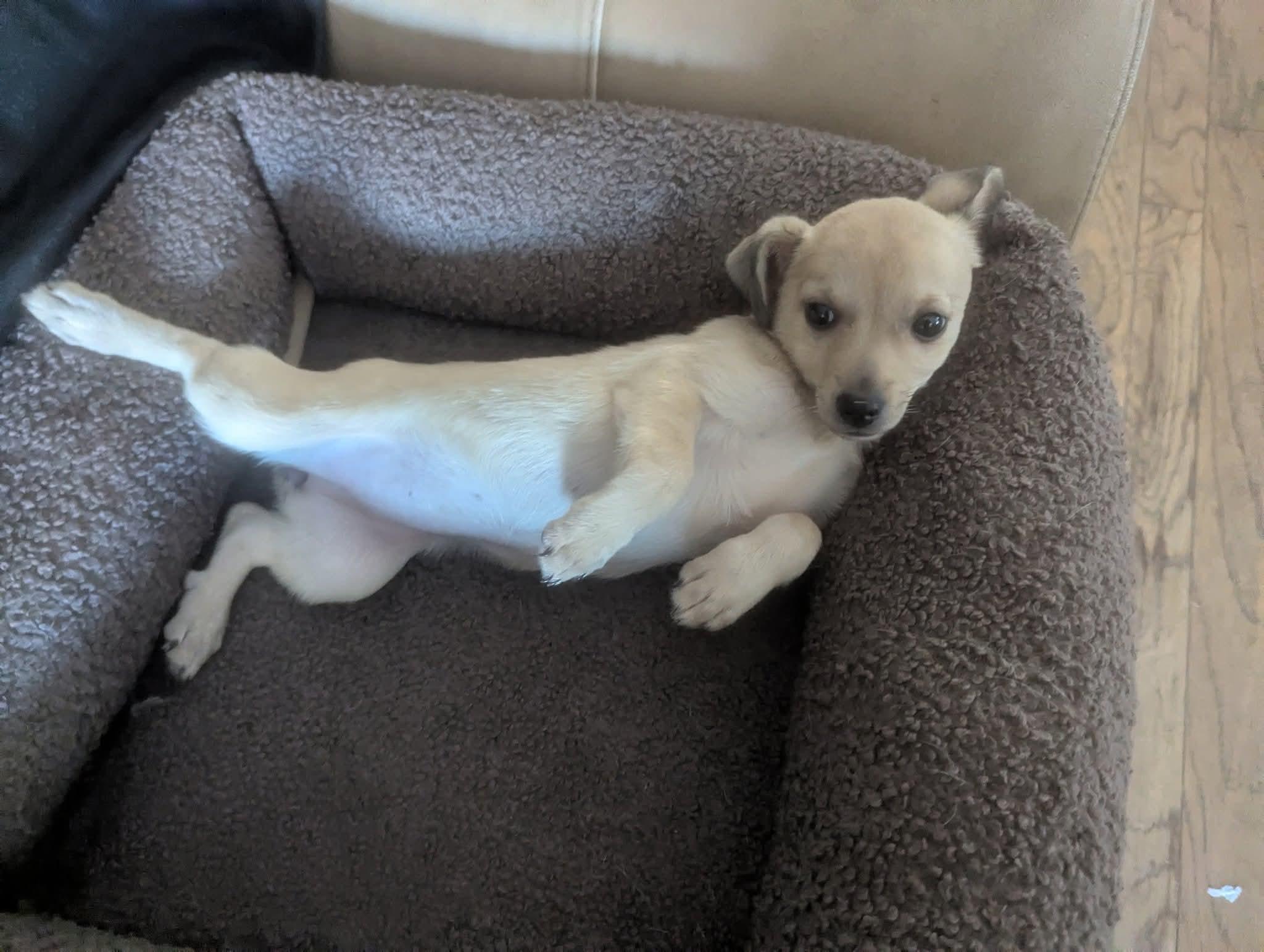 Hibachi, Adoptable, Puppy Female Dachshund & Terrier.