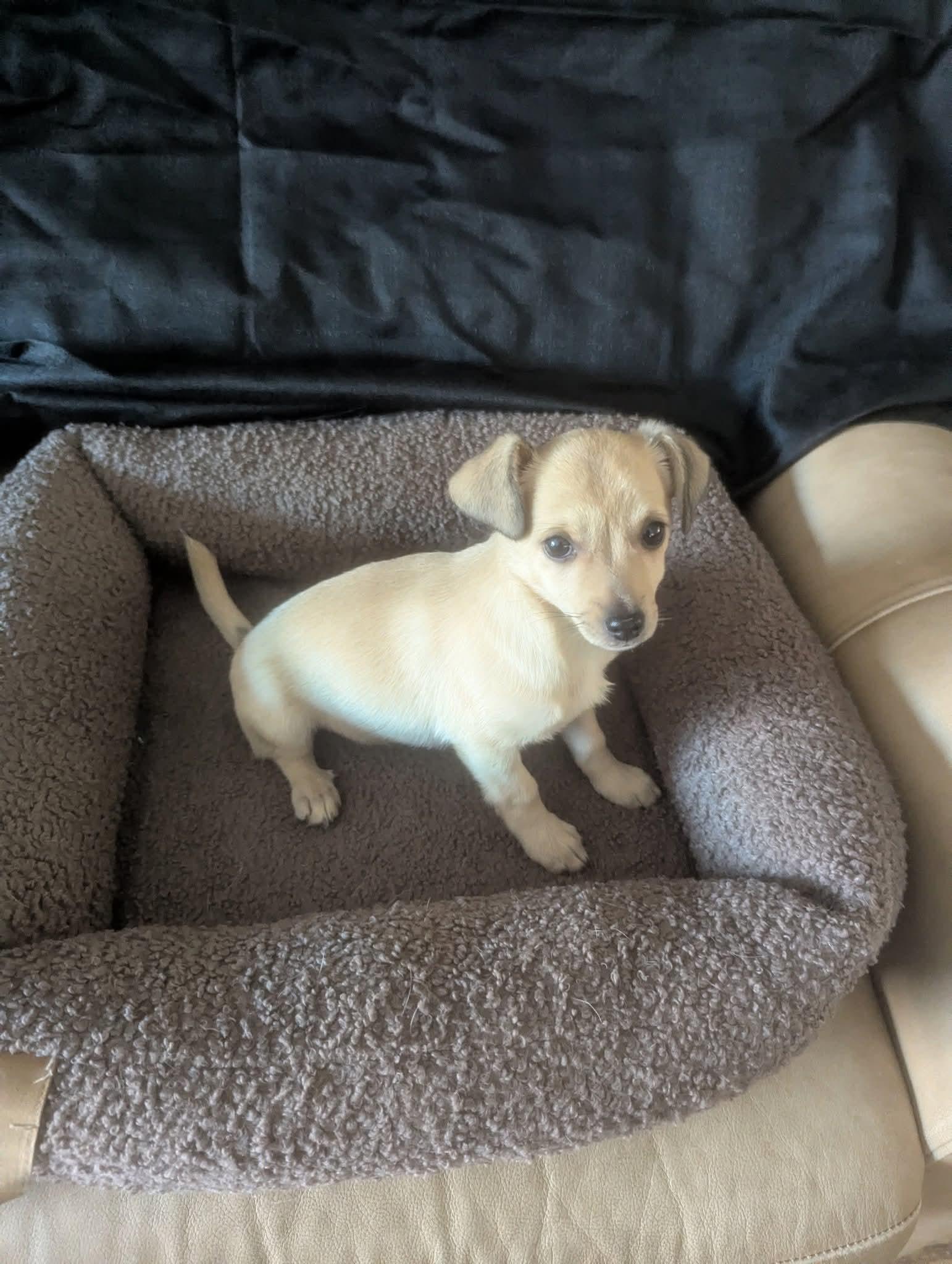 Enlarge Hibachi, a Adoptable mixed breed in Oakland, CA image 2/6