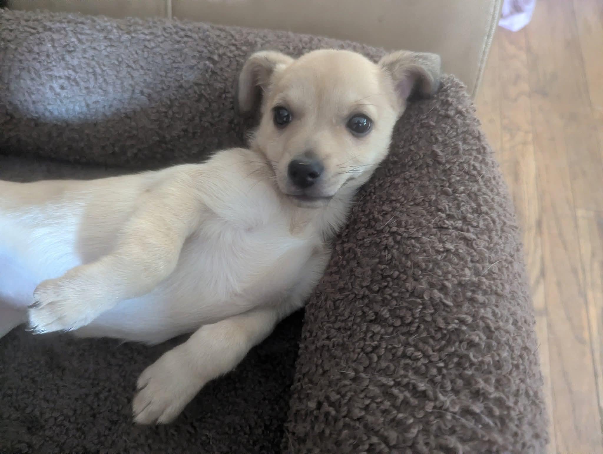 Enlarge Hibachi, a Adoptable mixed breed in Oakland, CA image 3/6