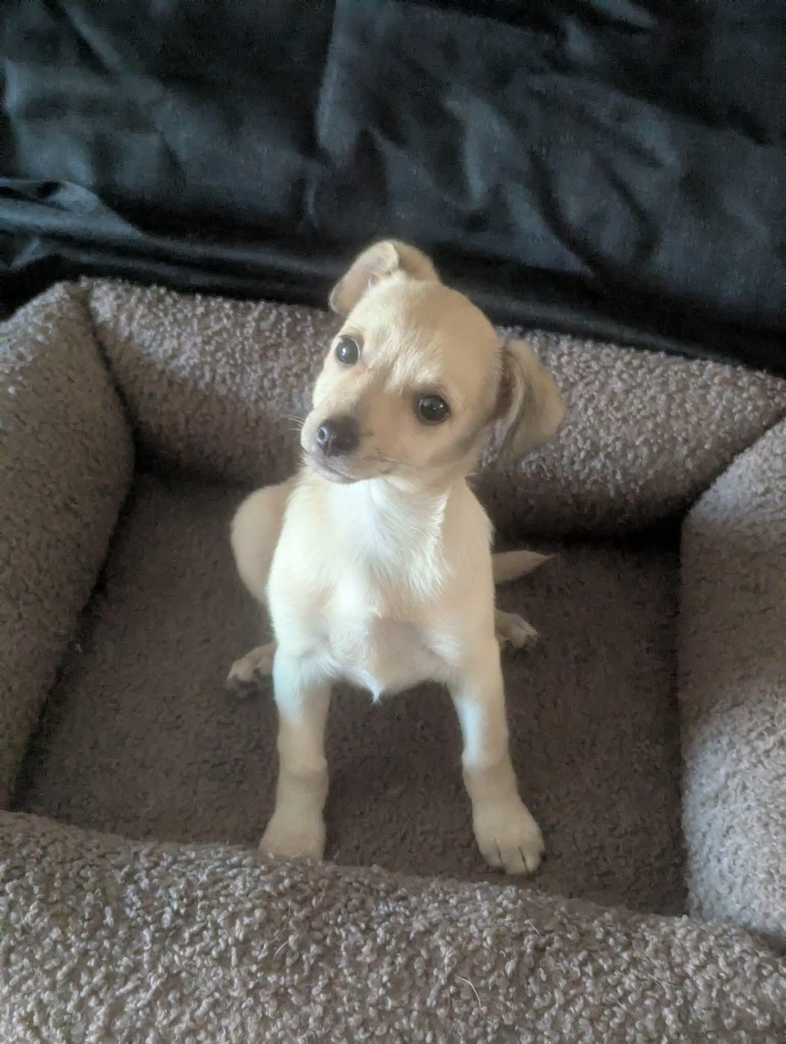 Enlarge Hibachi, a Adoptable mixed breed in Oakland, CA image 4/6