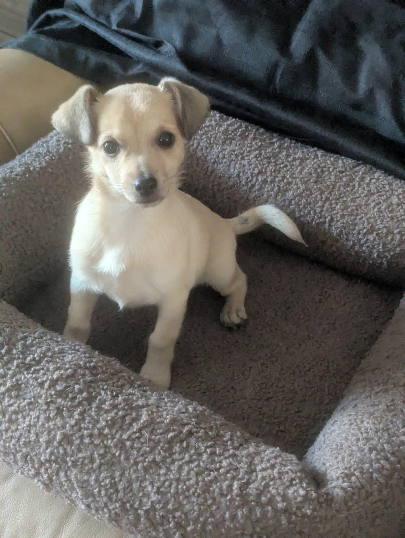 Enlarge Hibachi, a Adoptable mixed breed in Oakland, CA image 5/6