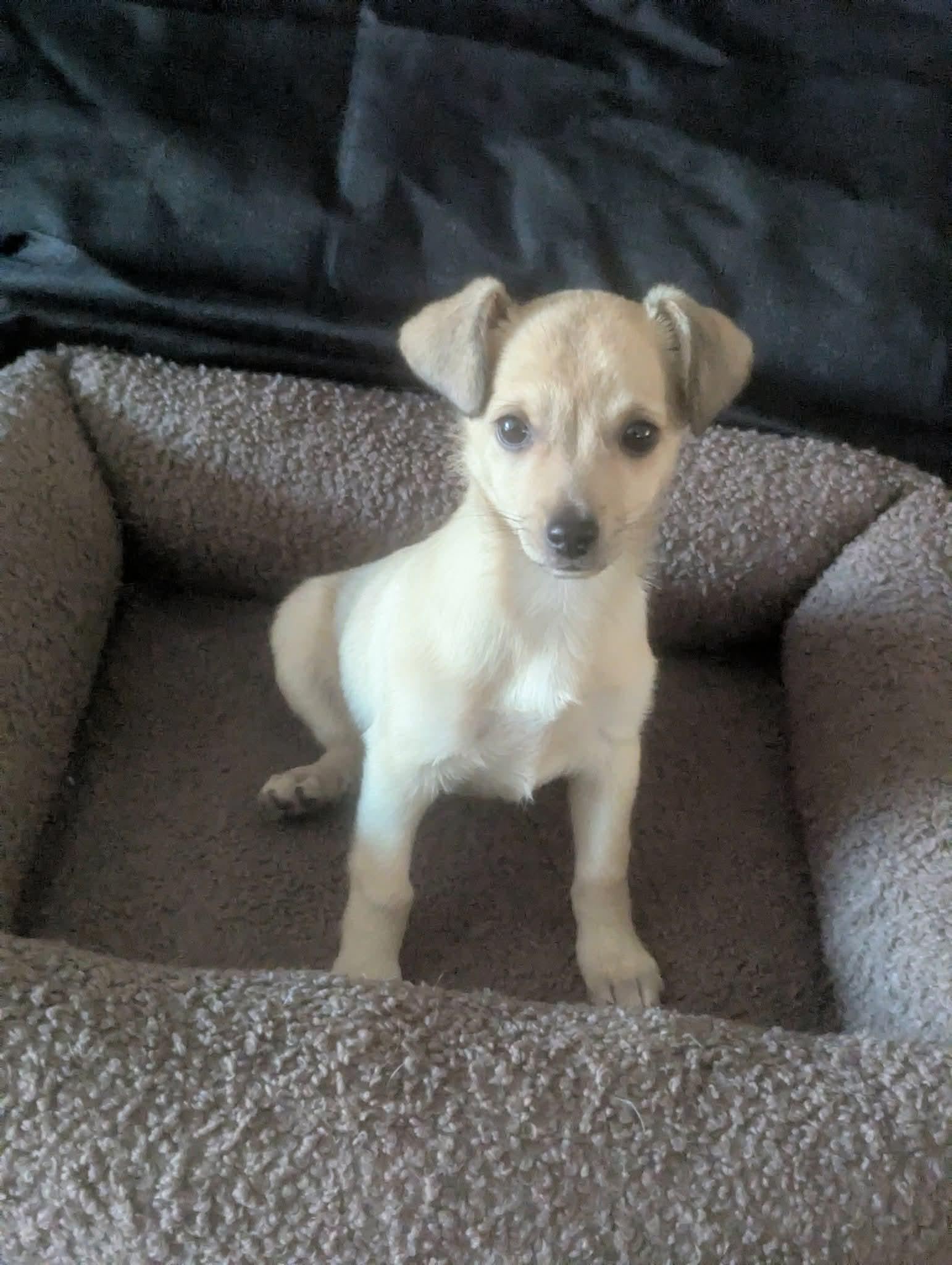 Enlarge Hibachi, a Adoptable mixed breed in Oakland, CA image 6/6