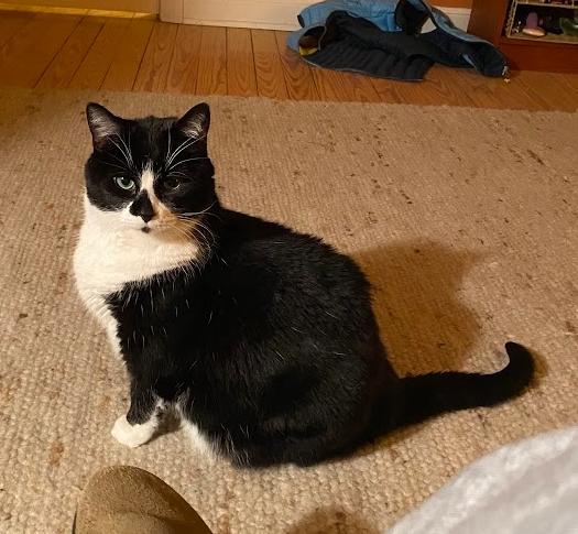 Enlarge Domino, a ADOPTABLE Domestic Medium Hair in Indianapolis, IN image 1/6