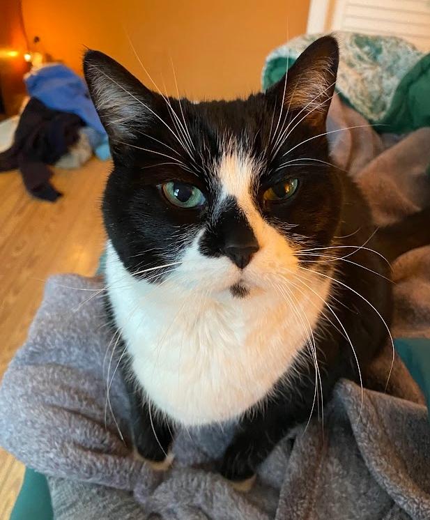 Enlarge Domino, a ADOPTABLE Domestic Medium Hair in Indianapolis, IN image 2/6