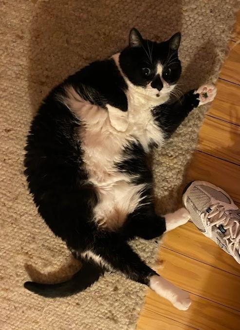 Enlarge Domino, a ADOPTABLE Domestic Medium Hair in Indianapolis, IN image 3/6