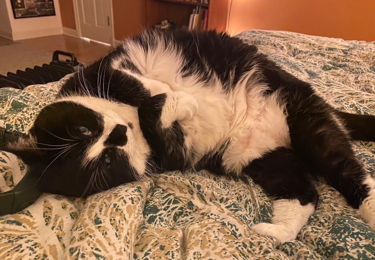 Enlarge Domino, a ADOPTABLE Domestic Medium Hair in Indianapolis, IN image 4/6